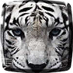 Logo of Tiger Live Wallpaper android Application 