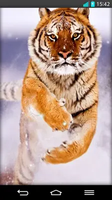 Tiger Live Wallpaper android App screenshot 0