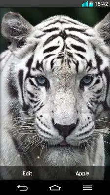 Tiger Live Wallpaper android App screenshot 4